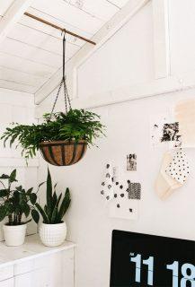 Piante decorative
